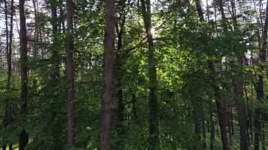 阳光透过树林撒下温暖希望视频的预览图